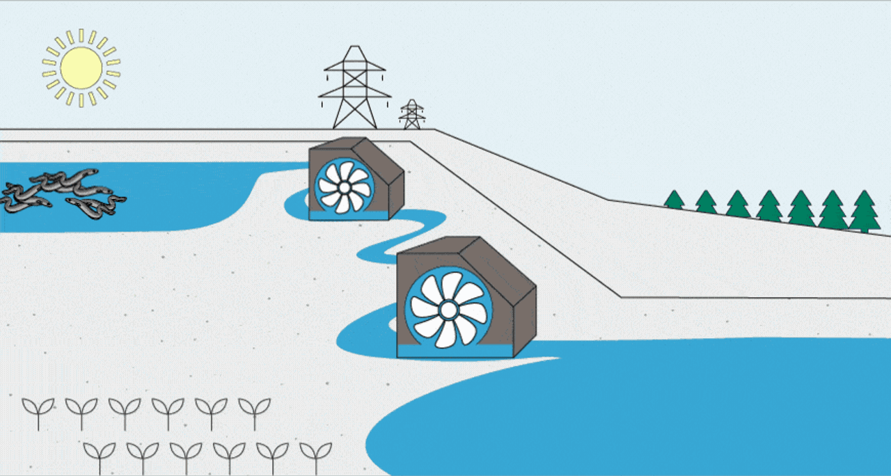 Transport of adult eel down river